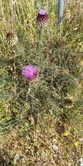 Cynara humilis