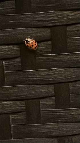 Asian Lady Beetle