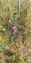 Cynara humilis