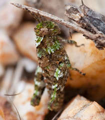 Cirphula pyrrhocnemis