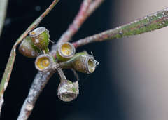 Eucalyptus viridis