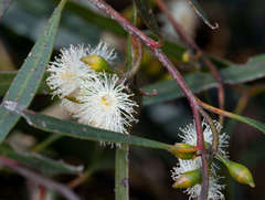 Eucalyptus viridis