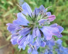 Echium vulgare
