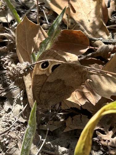 Common Wood-Nymph seen in Sonoma Valley