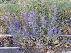Echium vulgare