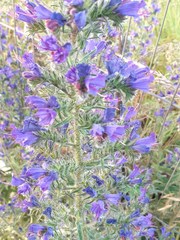 Echium vulgare