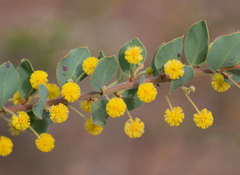 Acacia brachybotrya