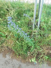 Echium vulgare