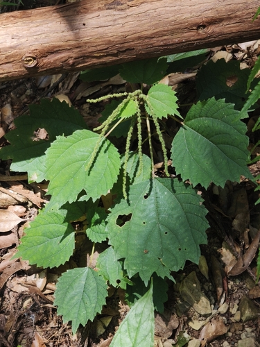 Boehmeria japonica observed 2026-10-12
