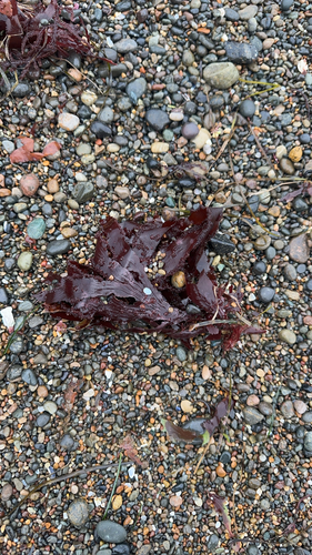 Cryptopleura observed 2026-10-09