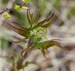 Clematis fusca