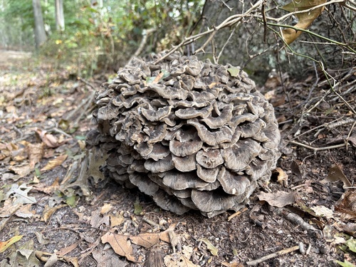 hen of the woods