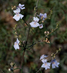 Westringia eremicola