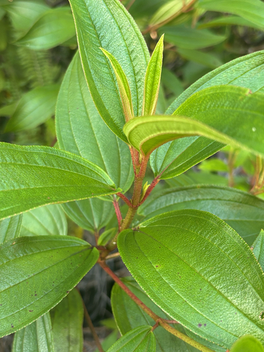 Rhododendron, 2026-10-11
