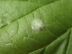 Podosphaera macularis