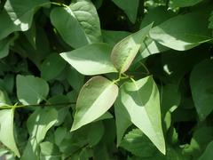 Syringa vulgaris
