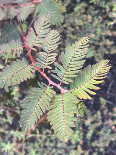 Chamaecrista nictitans observed 2026-10-11