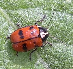 Cryptocephalus octopunctatus