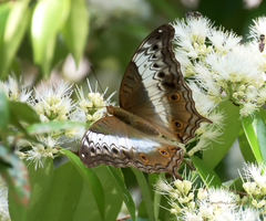 Vindula dejone erotella