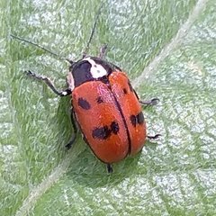 Cryptocephalus octopunctatus