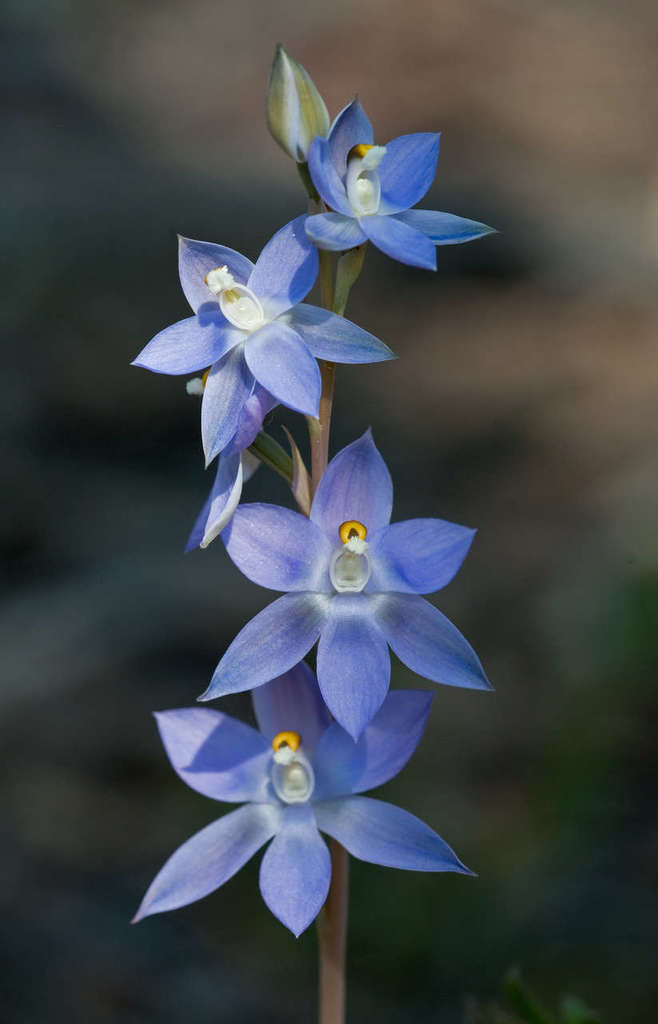 Scented sun-orchid