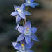 Scented Sun-Orchid - Photo (c) Chris Clarke, some rights reserved (CC BY), uploaded by Chris Clarke