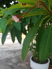 Plumeria rubra