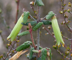 Correa reflexa reflexa