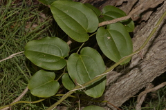 Smilax australis