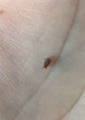 Trombidium holosericeum