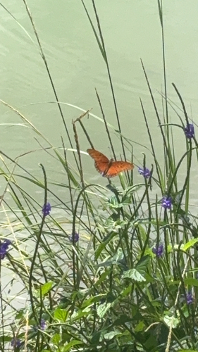 Gulf Fritillary