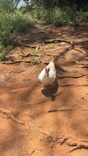 Muscovy Duck