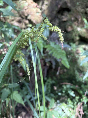 Carex baccans observed 2026-10-12