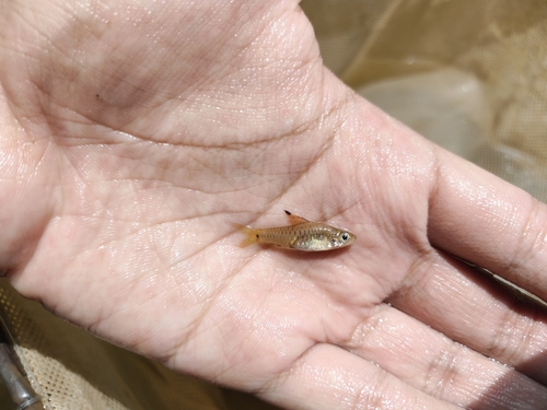 Oreichthys parvus