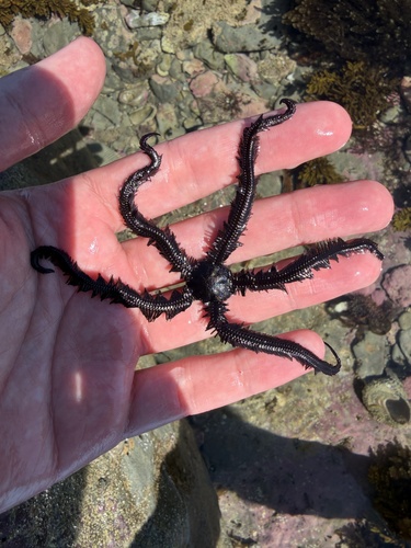 Ophiopteris antipodum observed 2026-10-12