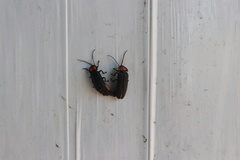Pyractonema