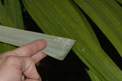 Archontophoenix alexandrae