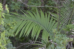 Archontophoenix alexandrae