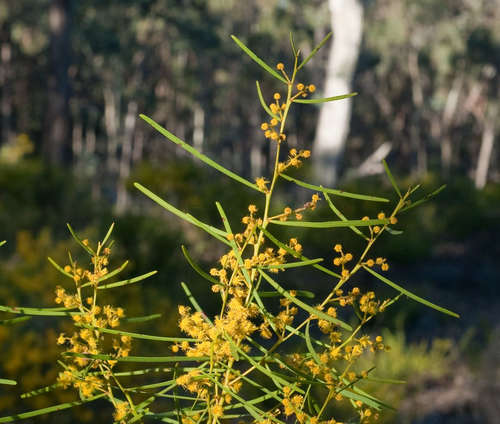 Image of Acacia williamsonii by (c) Chris Clarke, some rights reserved (CC BY)