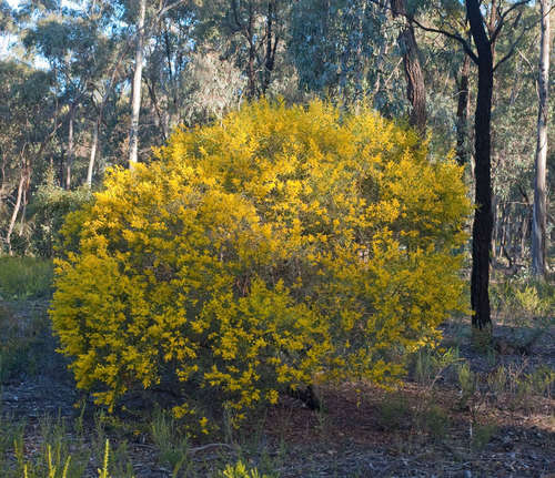 Image of Acacia williamsonii by (c) Chris Clarke, some rights reserved (CC BY)