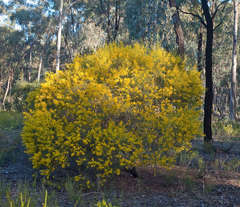 Acacia williamsonii