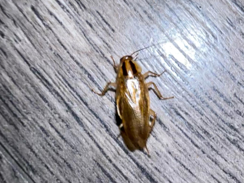 German Cockroach