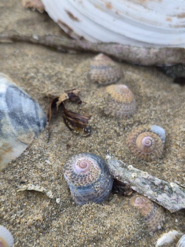 Umbonium costatum observed 2026-10-05