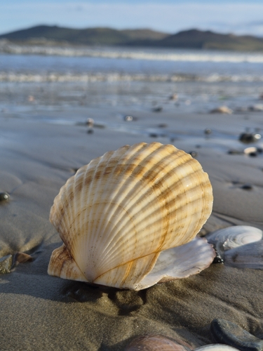 Mizuhopecten yessoensis observed 2026-10-05