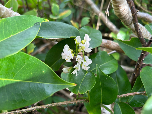 Derris trifoliata observed 2026-09-14
