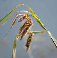 Carex fascicularis