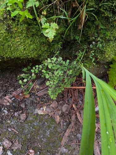 Adiantum raddianum observed 2026-10-02