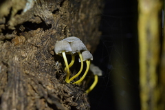 Mycena subviscosa