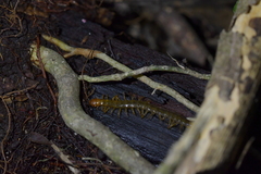 Cormocephalus rubriceps