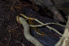 Cormocephalus rubriceps